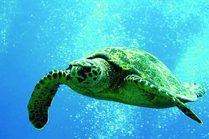 West Oahu Afternoon Turtle Snorkel Sail - Key points to know before you go
