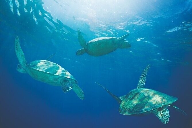 West Oahu Afternoon Turtle Snorkel Sail - Cruising beneath the Waianae Mountain Range