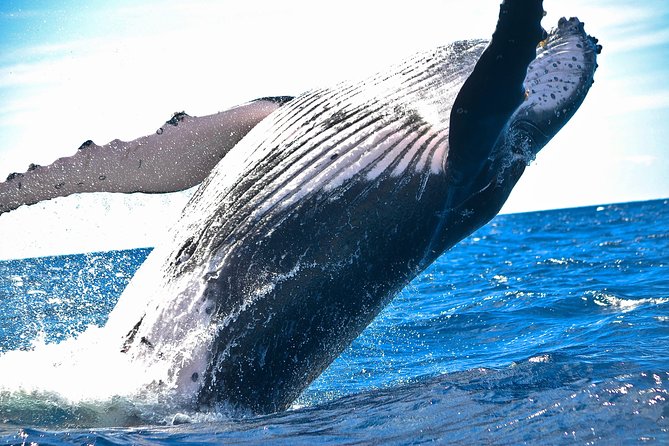West Oahu Deluxe Whale Watching Sail - Key points to know before booking
