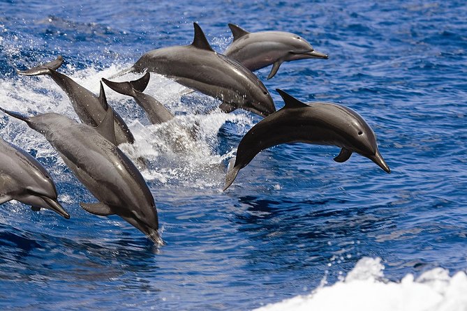 West Oahu Deluxe Whale Watching Sail - Seating, drinks, and the comfort factor