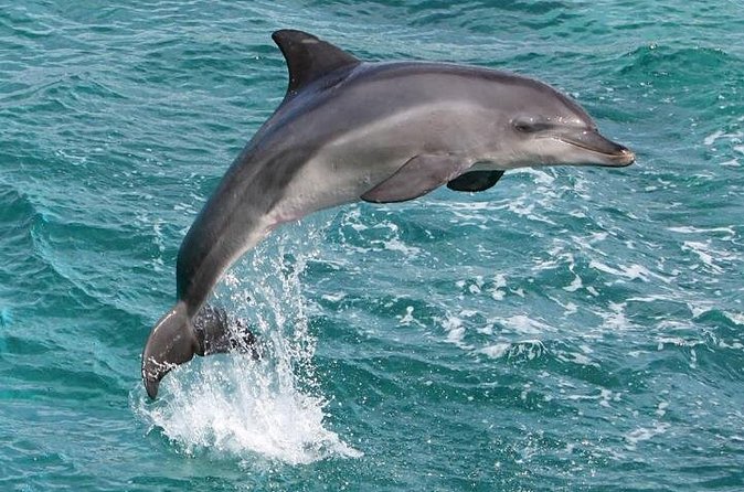 West Oahu Deluxe Whale Watching Sail - Is $89 a sensible price?