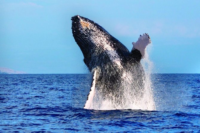 West Oahu Deluxe Whale Watching Sail - What you might see besides humpbacks