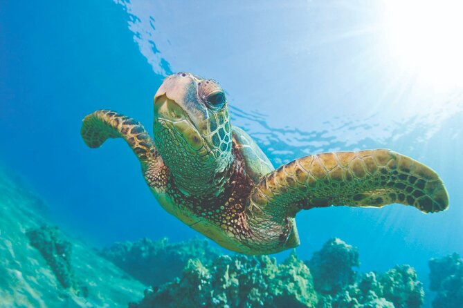 West Oahu Dolphin Watch and Snorkel Sail with Lunch - Key points at a glance