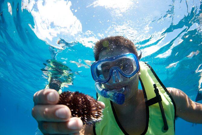 West Oahu Dolphin Watch and Snorkel Sail with Lunch - Snorkeling with fish, turtles, and rays