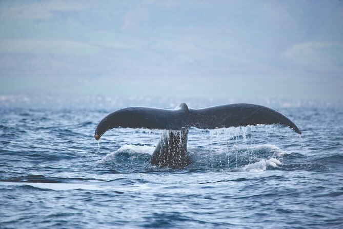 West Oahu Dolphin Watch and Snorkel Sail with Lunch - What the $125.95 price really covers