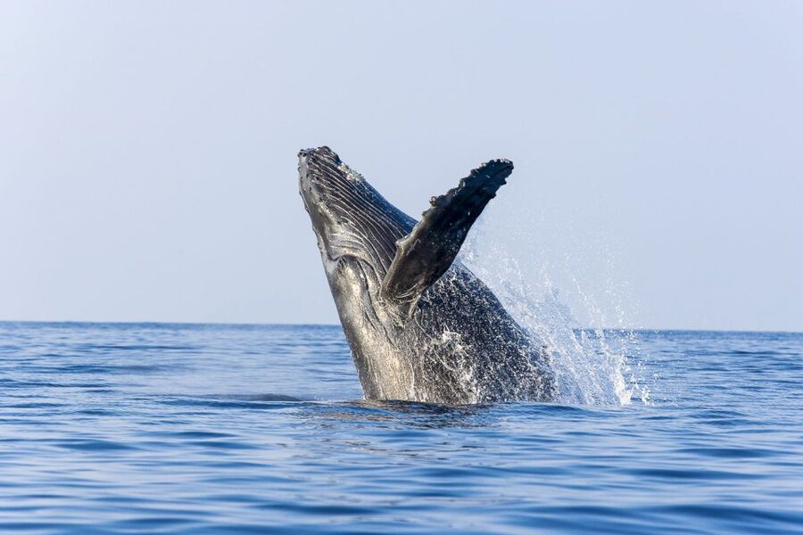 West Oahu: Eco-Friendly Whale Watching Cruise - Key points to know before you book