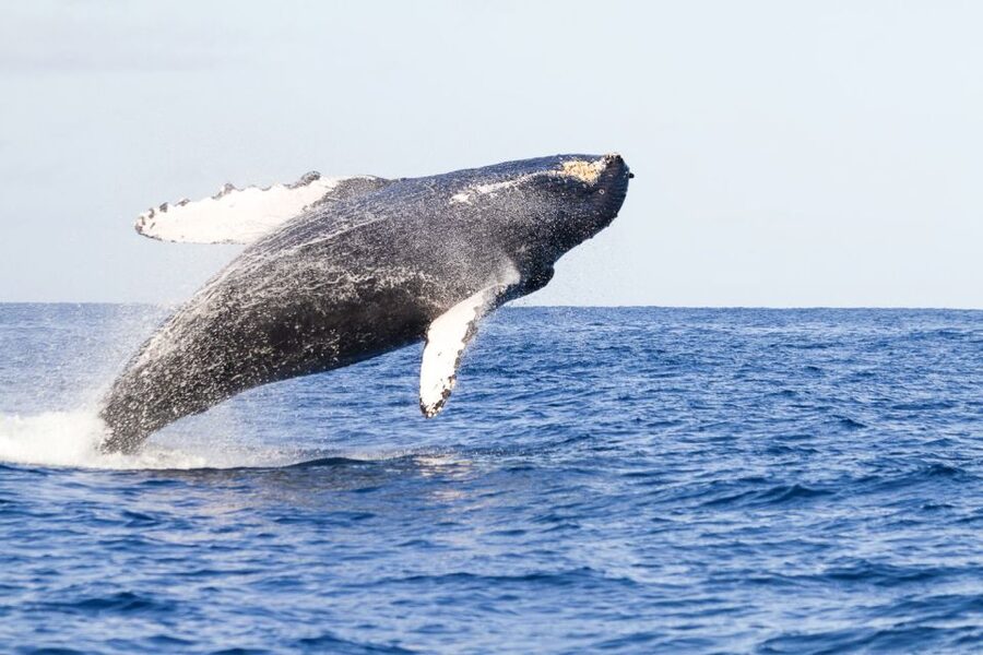 West Oahu: Eco-Friendly Whale Watching Cruise - Leaving Wai‘anae Harbor for the Pacific