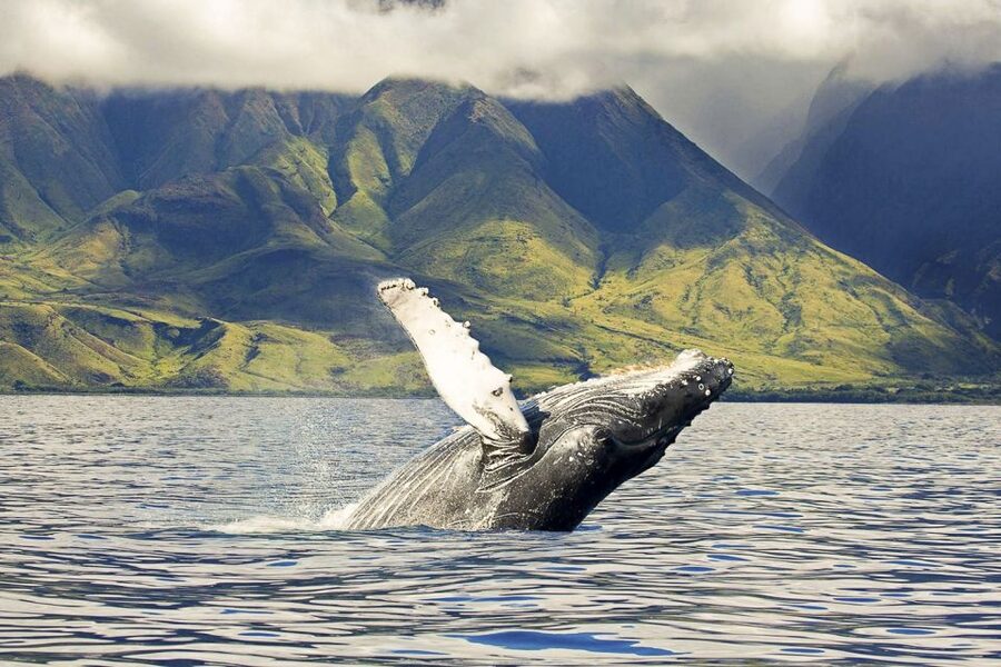 West Oahu: Eco-Friendly Whale Watching Cruise - The Wai‘anae Mountains from offshore