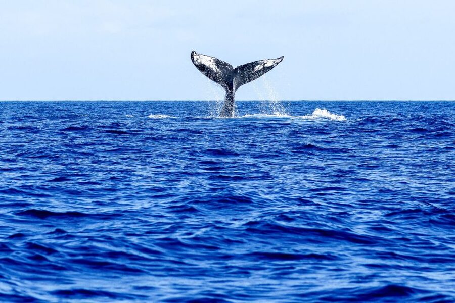 West Oahu: Eco-Friendly Whale Watching Cruise - Should you book this West Oahu whale cruise?