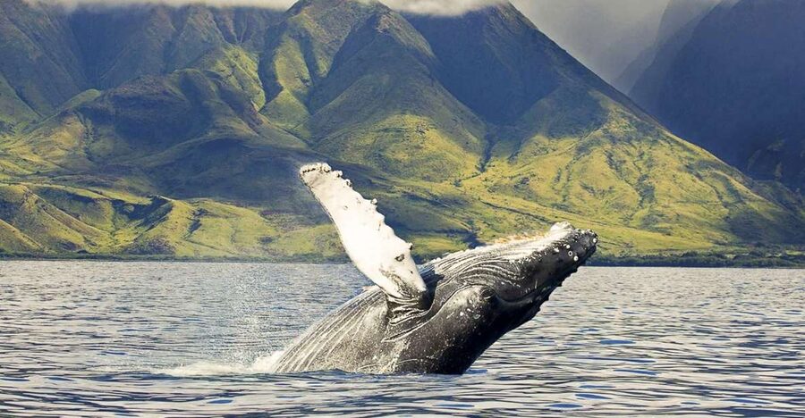 West Oahu: Eco-Friendly Whale Watching Cruise - Watching for humpbacks along O‘ahu’s west coast