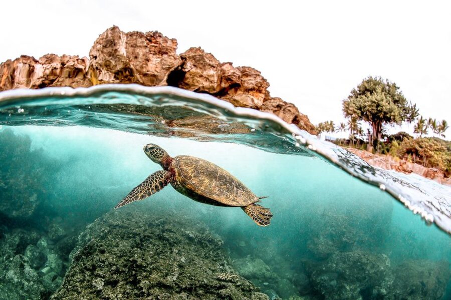 West Oahu: Turtles, Dolphins, and Snorkeling Tour with Lunch - Key points to know before you book
