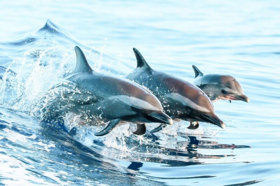 West Oahu: Turtles, Dolphins, and Snorkeling Tour with Lunch - Snorkeling with turtles and reef fish
