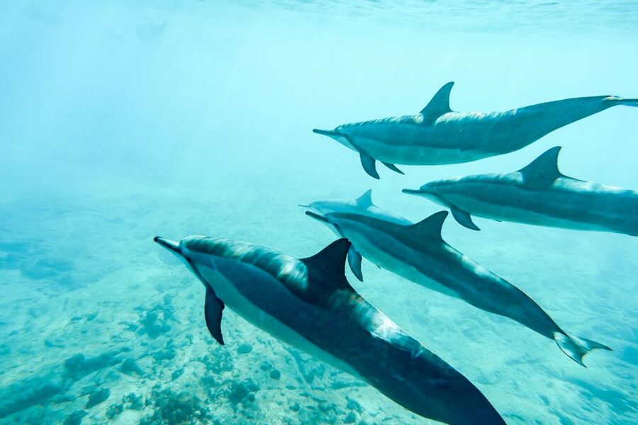 West Oahu: Turtles, Dolphins, and Snorkeling Tour with Lunch - Is $139 a fair price?