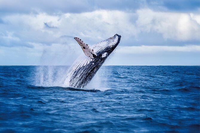 Whale & Dolphin Watching, Turtle Snorkeling - Why Waiʻanae Makes This Different From a Waikiki Boat Trip