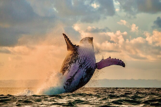 Whale & Dolphin Watching, Turtle Snorkeling - The Waikiki Pickup Adds Real Time