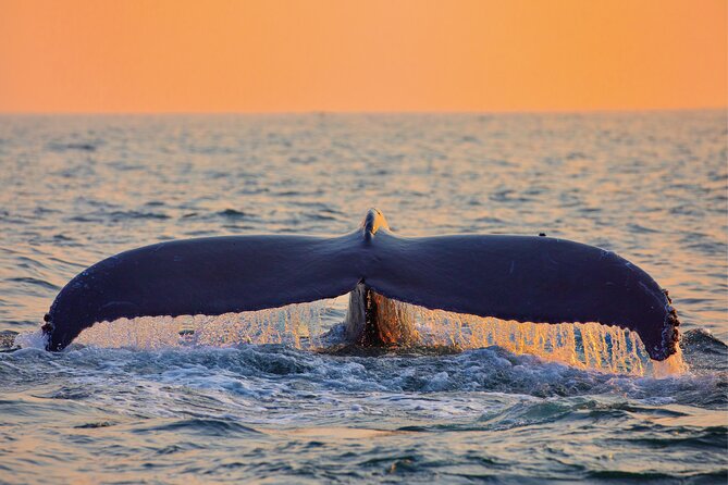 Whale & Dolphin Watching, Turtle Snorkeling - What the $166.49 Price Really Covers