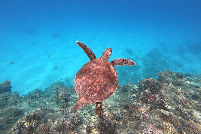 Whale & Dolphin Watching, Turtle Snorkeling - A Small Catamaran With Room to Watch