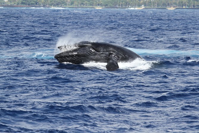 Whale Watch Cruise Aboard The Majestic - Diamond Head and Waikiki from the water