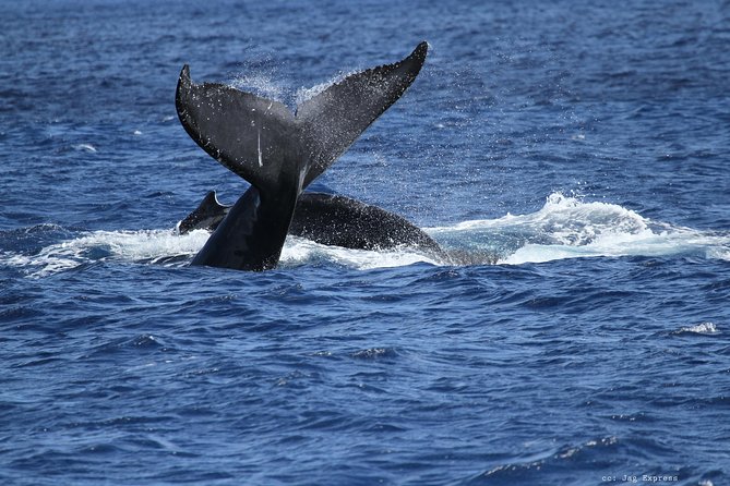 Whale Watch Cruise Aboard The Majestic - What the marine life can add