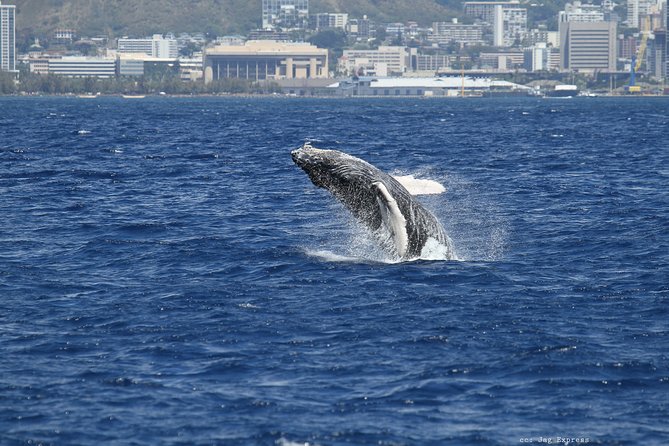 Whale Watch Cruise Aboard The Majestic - Choosing your best viewing position