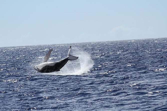 Whale Watch Cruise Aboard The Majestic - Who should book the Majestic