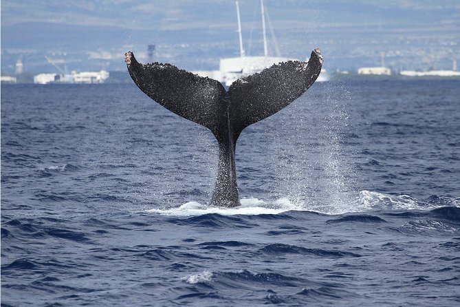 Whale Watch Cruise Aboard The Majestic - A three-level boat built for changing weather