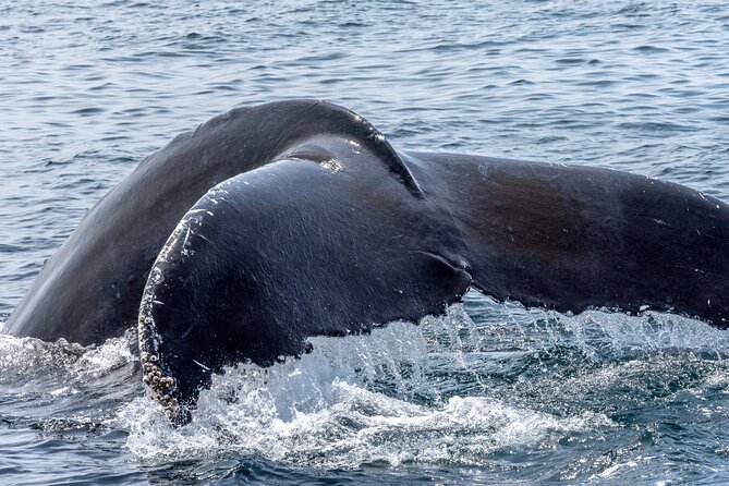 Whale Watching Adventure -Speed Boat & Small Group - Crew interaction and marine-life information