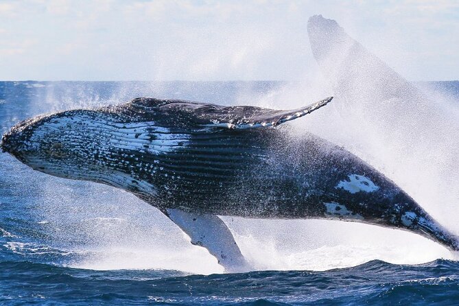 Whale Watching and Sunrise Breakfast Cruise in Honolulu - The whale sighting guarantee and how it affects value