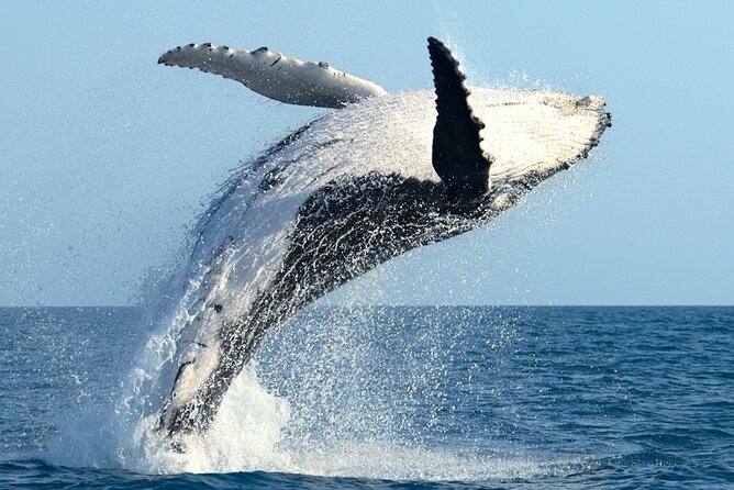 Whale Watching and Sunrise Breakfast Cruise in Honolulu - The 90-minute route and what you may see