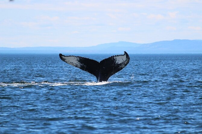 Whale Watching Cruise in Honolulu - Searching for humpbacks off Waikiki