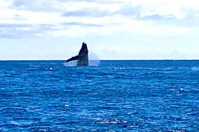 Whale Watching Cruise in Honolulu - What the crew adds to the outing