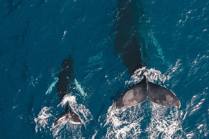 Whale Watching Cruise in Honolulu - The Prince Kuhio and the upper-deck view