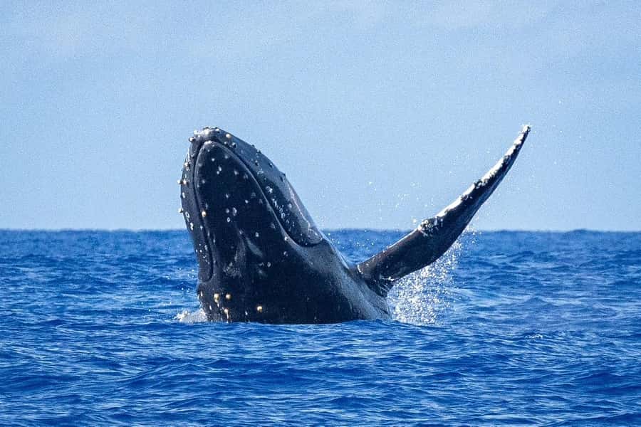 Whale Watching Cruise in Waikiki Oahu - SEE THE HUMPBACKS! - Key details to know before you go