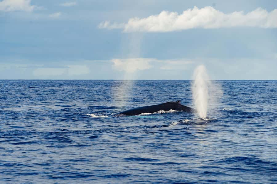Whale Watching Cruise in Waikiki Oahu - SEE THE HUMPBACKS! - Searching for humpbacks off Waikiki
