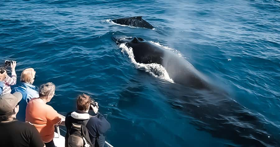 Whale Watching Cruise in Waikiki Oahu - SEE THE HUMPBACKS! - The crew and what they add