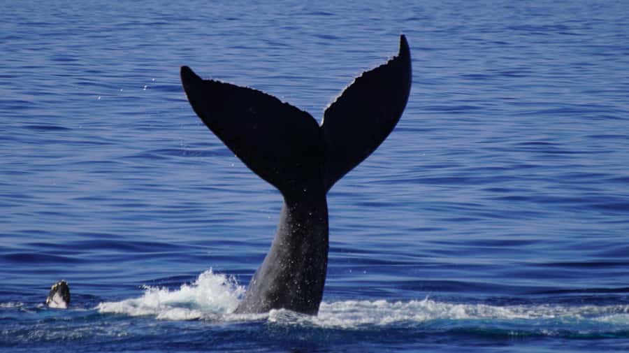 Whale Watching Cruise in Waikiki Oahu - SEE THE HUMPBACKS! - Waikiki views from the water