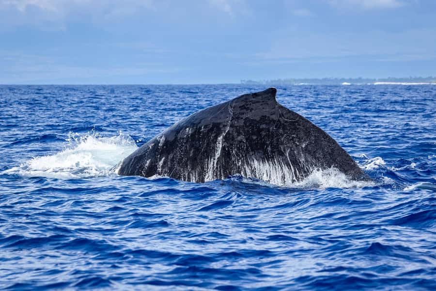 Whale Watching Cruise in Waikiki Oahu - SEE THE HUMPBACKS! - Snacks, drinks, and the onboard setup