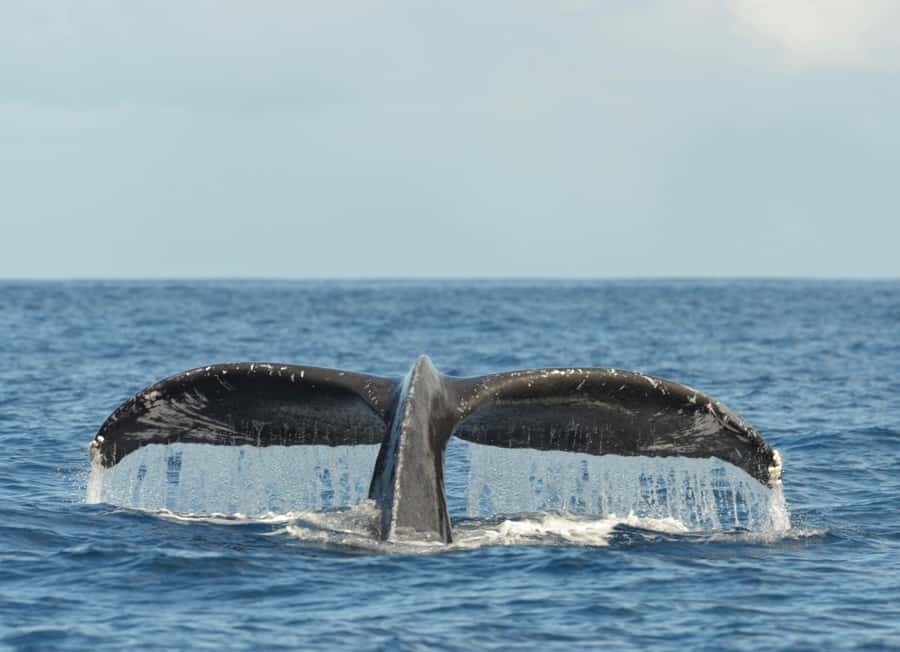 Whale Watching Cruise in Waikiki Oahu - SEE THE HUMPBACKS! - Morning or sunset cruise?