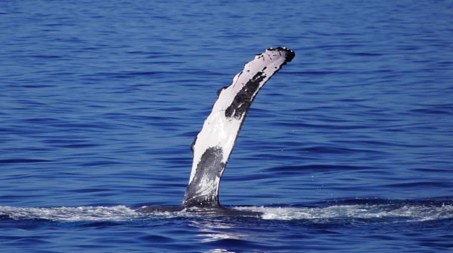 Whale Watching Cruise in Waikiki Oahu - SEE THE HUMPBACKS! - Seasickness, packing, and comfort