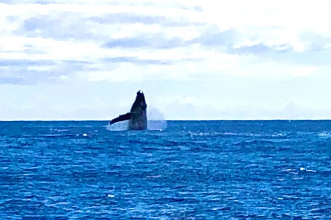 Whale Watching & Late Breakfast Cruise in Honolulu - How whale watching really plays out