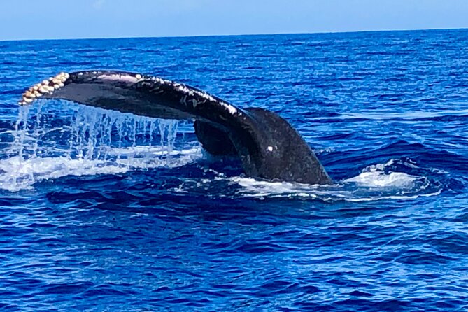 Whale Watching & Late Breakfast Cruise in Honolulu - The crew, narration, and family appeal