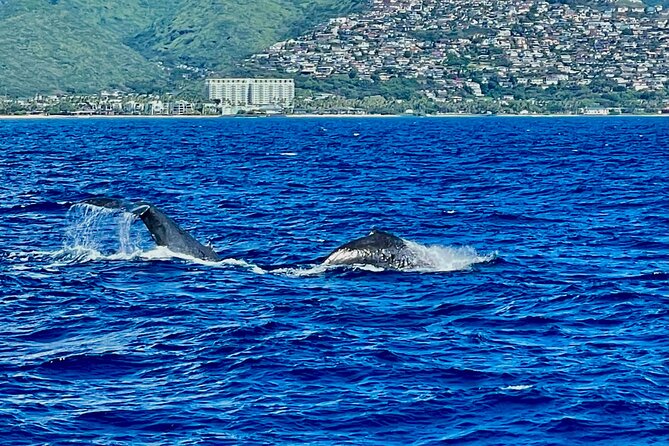 Whale Watching & Late Breakfast Cruise in Honolulu - Value, group size, and the risk of a missed whale