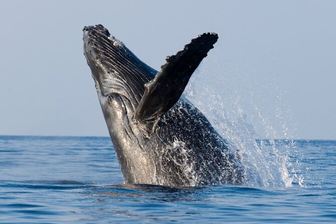 Whale Watching & Late Breakfast Cruise in Honolulu - Diamond Head Lighthouse and the route toward Lēʻahi