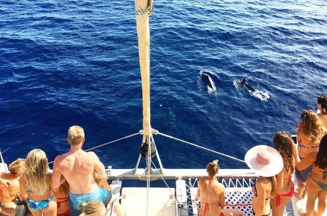 Whale Watching Sail in Honolulu with Open Bar - What the open bar adds to the outing