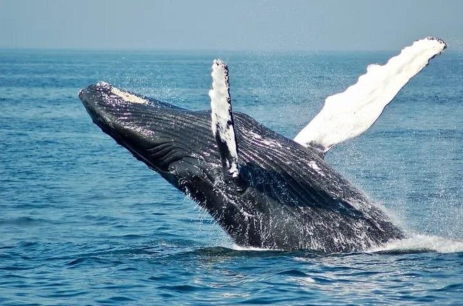 Whale Watching Sail in Honolulu with Open Bar - Weather, cancellation, and the limits of a short sail