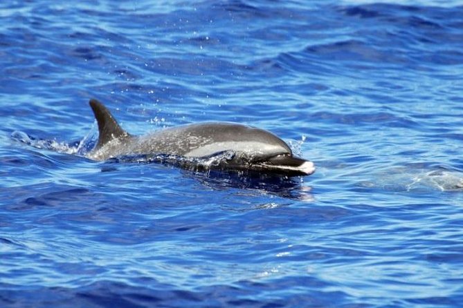 Wild Dolphin Watching and Snorkel Safari Off West Coast of Oahu - Dolphin watching along the west shore