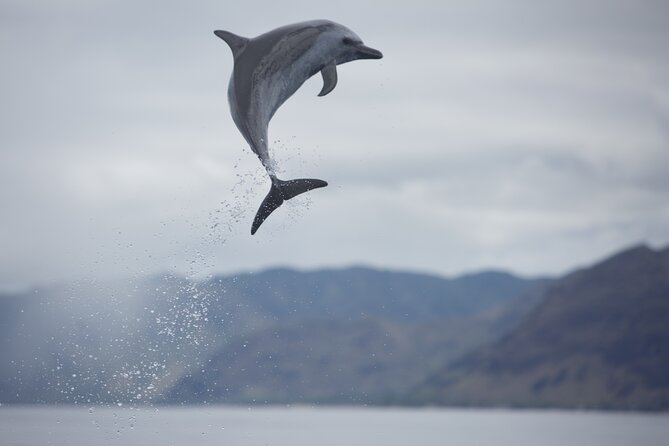 Wild Dolphin Watching and Snorkel Safari Off West Coast of Oahu - Snorkeling with turtles, rays, and reef fish