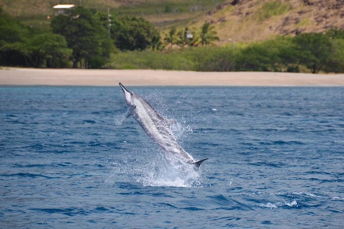 Wild Dolphin Watching and Snorkel Safari Off West Coast of Oahu - Lunch, drinks, and what to bring