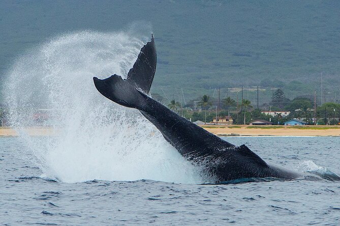 Wild Dolphin Watching and Snorkel Safari Off West Coast of Oahu - A small USCG boat instead of a floating party